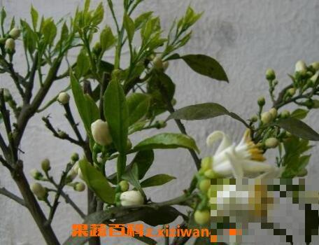 玳玳花的养植与修护