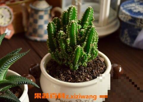 万重山的作用与药用价值