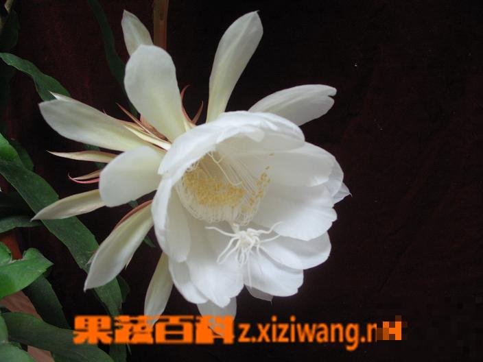 昙花如何养殖 昙花盆栽养植方法