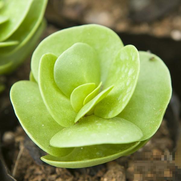 多肉植物金钱木怎么养 多肉植物金钱木怎么养