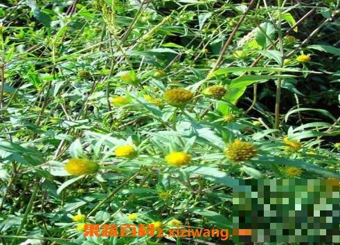 柳叶鬼针草的功效与作用
