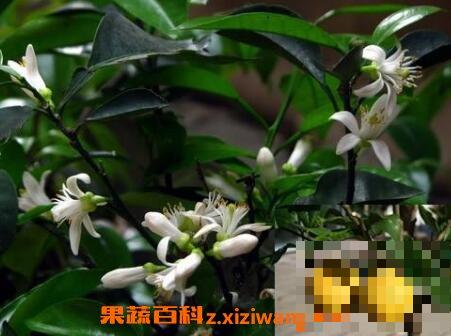 玳玳花的养植与修护