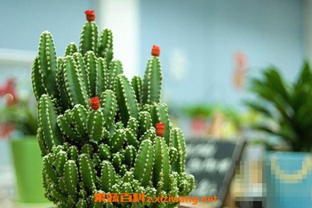 万重山的作用与药用价值
