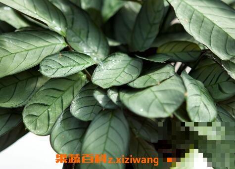 花叶竹芋的种植方法和病虫害防治