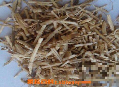 中药茅草根的功效与作用及禁忌