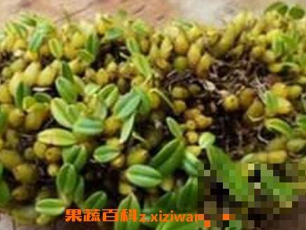 石串莲怎么养 石串莲的功效与作用