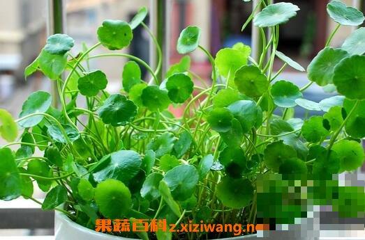 铜钱草如何繁殖 铜钱草的种植方法