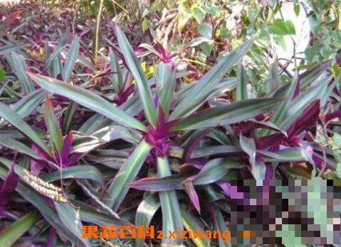 紫背元宝花的养殖方法和注意事项