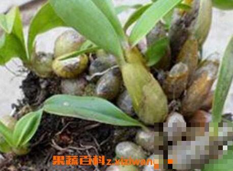 石串莲怎么养 石串莲的功效与作用