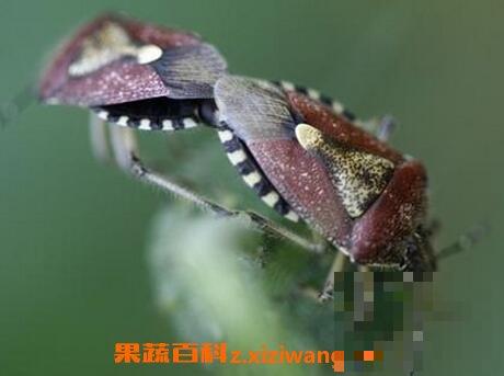 打屁虫泡酒有什么好处和功效