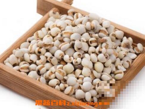 薏米的功效与作用及药用价值