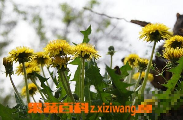 蒲公英的治病功效都有哪些 蒲公英的药用价值