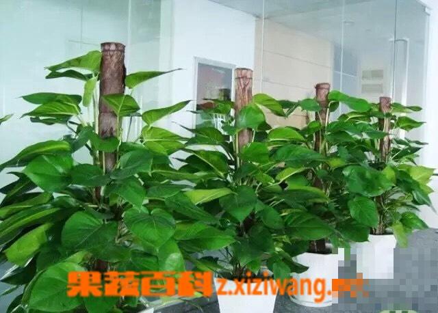 绿萝和黄金葛的区别 绿萝和黄金葛的区别