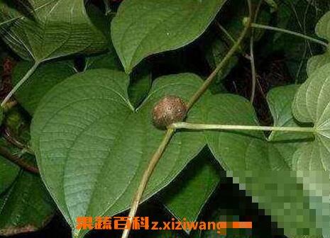 鲜的何首乌藤的功效与作用