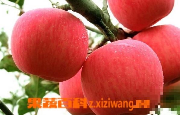 烟台苹果的功效与作用