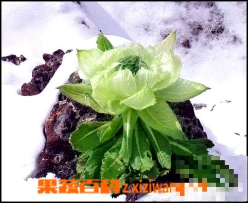 天山雪莲怎么吃 天山雪莲吃法技巧