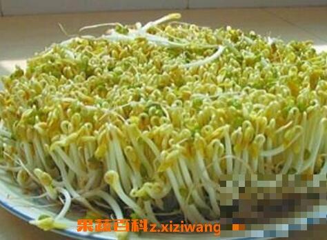 绿豆芽的功效与作用