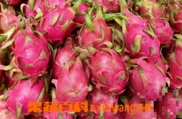 吃火龙果的好处有哪些 吃火龙果的好处介绍