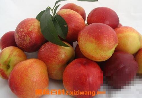 油桃热量高吗 吃油桃的好处有哪些