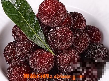 吃杨梅有什么好处 吃杨梅的好处有哪些