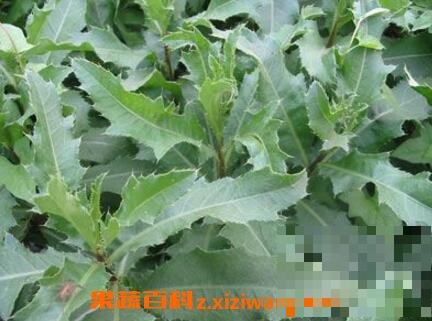 刺儿菜与蒲公英的区别