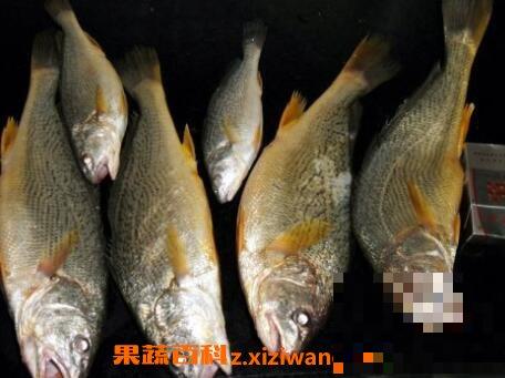 黄姑鱼和白姑鱼的区别