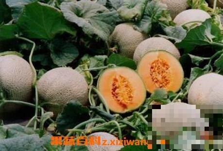 洋香瓜的功效与作用