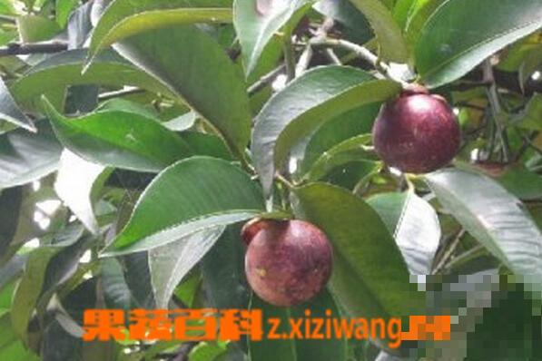 山竹的营养价值及禁忌