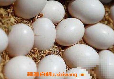 鸽子蛋的营养价值与功效 吃鸽子蛋的好处