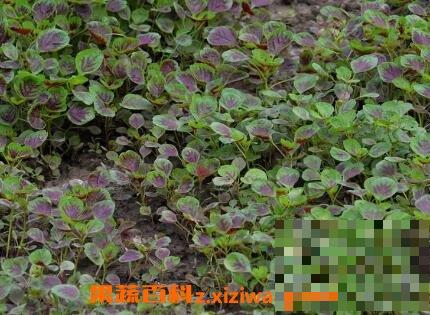银银菜的营养价值与功效