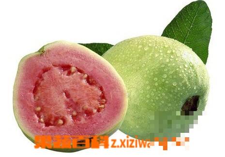 番石榴能降血糖吗 番石榴的好处和营养成分