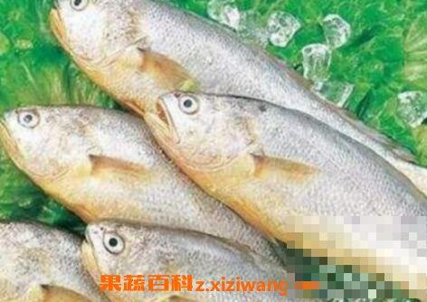 黄姑鱼和白姑鱼的区别