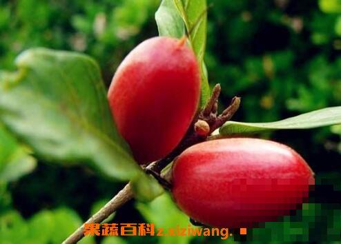 神秘果的功效与副作用