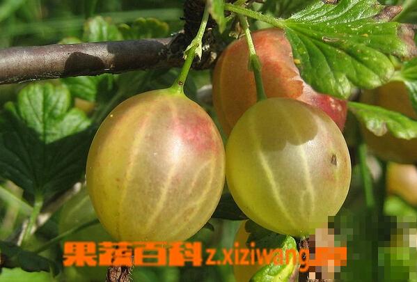 醋栗的功效与作用