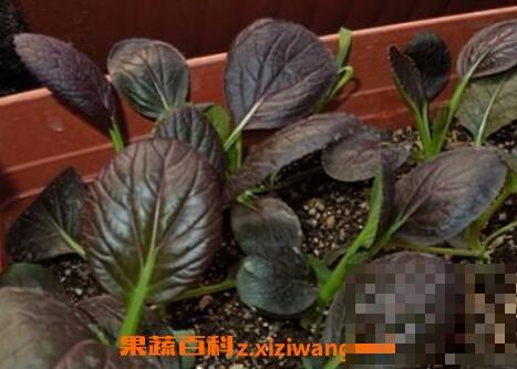 紫油菜和什么相克 紫油菜怎么吃最好