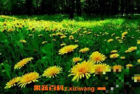 刺儿菜与蒲公英的区别