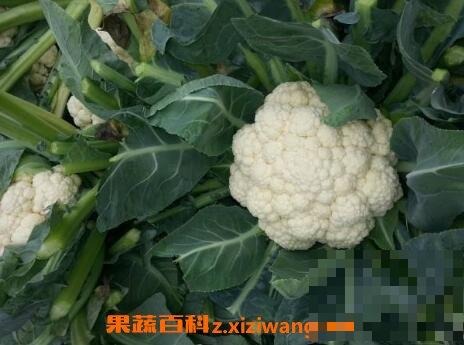 白菜花与什么相克 白菜花不能与什么一起吃