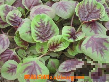 银银菜的营养价值与功效