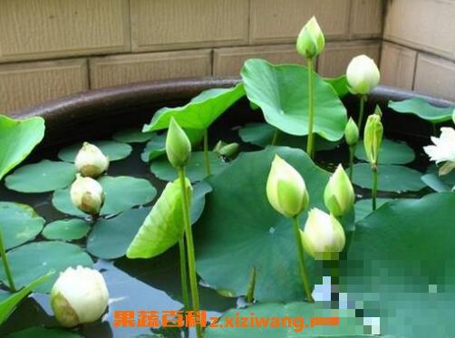 睡莲可以全水养吗 碗莲的水培种植方法