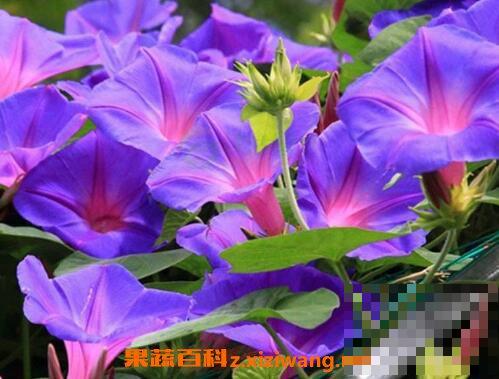 牵牛花籽的药用价值 炒牵牛花籽有什么功效