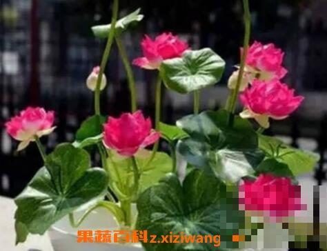 睡莲可以全水养吗 碗莲的水培种植方法