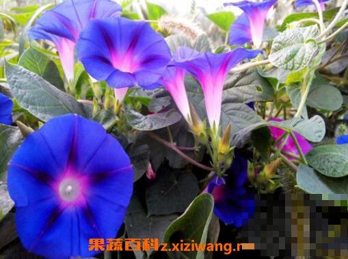 牵牛花籽的药用价值 炒牵牛花籽有什么功效