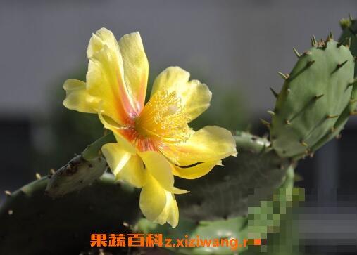 仙人掌花能吃吗 仙人掌花怎么食用