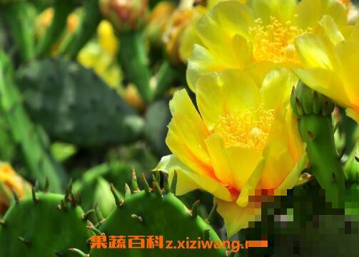 仙人掌花能吃吗 仙人掌花怎么食用