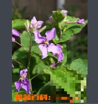 马王菜的功效与作用