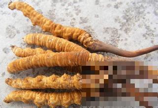 冬虫夏草可以抗衰老吗 冬虫夏草的食疗搭配有哪些