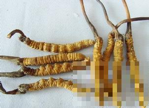 冬虫夏草可以抗衰老吗 冬虫夏草的食疗搭配有哪些