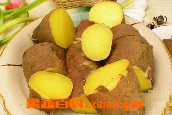红薯能抗癌吗 红薯四种吃法抗癌效果能翻倍