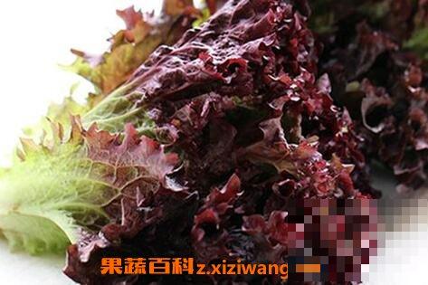紫莴笋的营养价值 吃紫莴笋有哪些好处