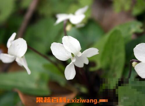 白花堇菜主要的营养价值